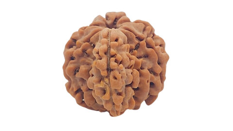 Home 12 1 mukhi savar C