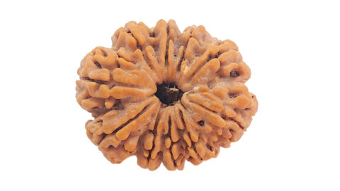 Home 9 10 mukhi C