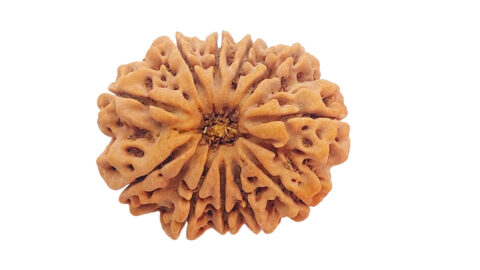 Home 19 11 mukhi C 1