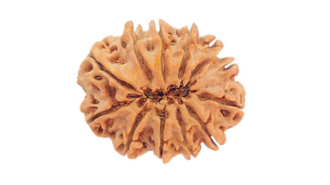 Home 14 12 mukhi C 1