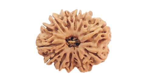 Home 13 12 mukhi C