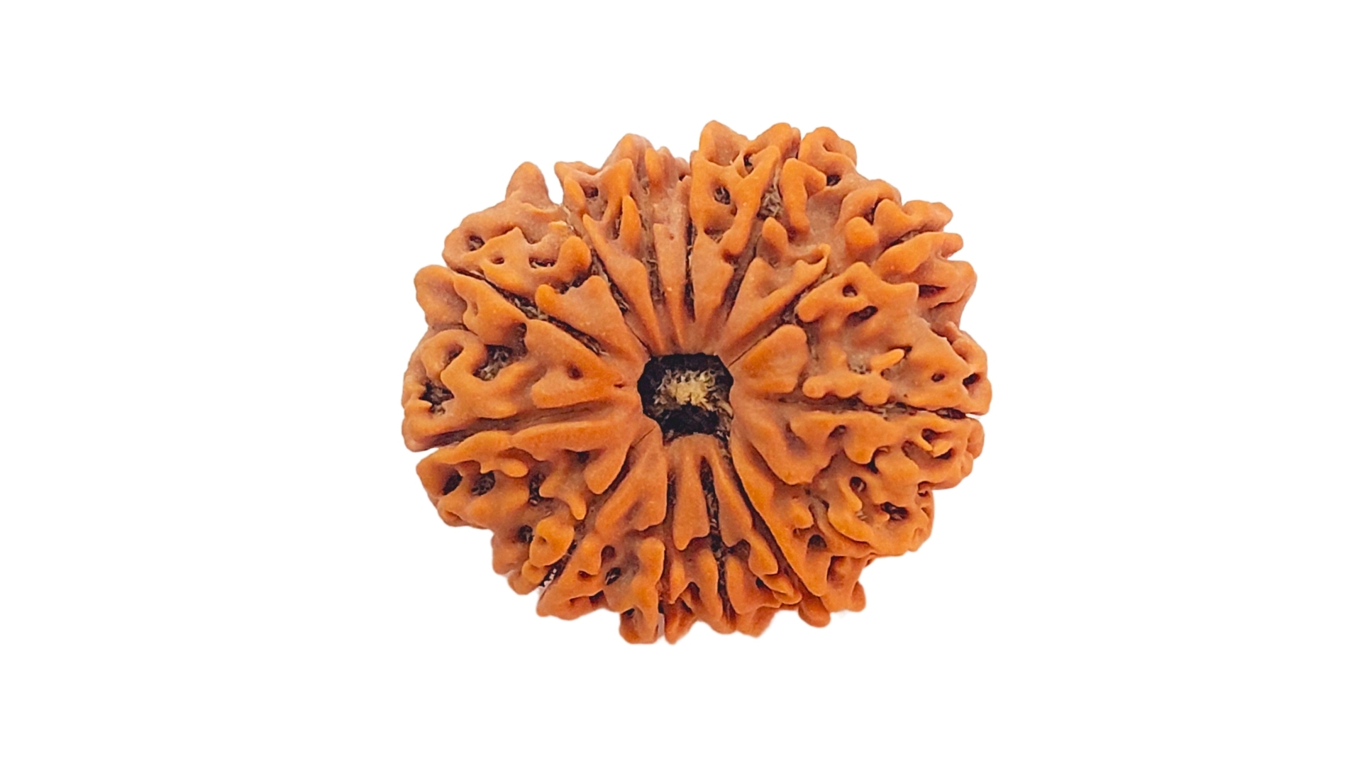 13 Mukhi Rudraksha 6 13 Mukhi Rudraksha - Image 5