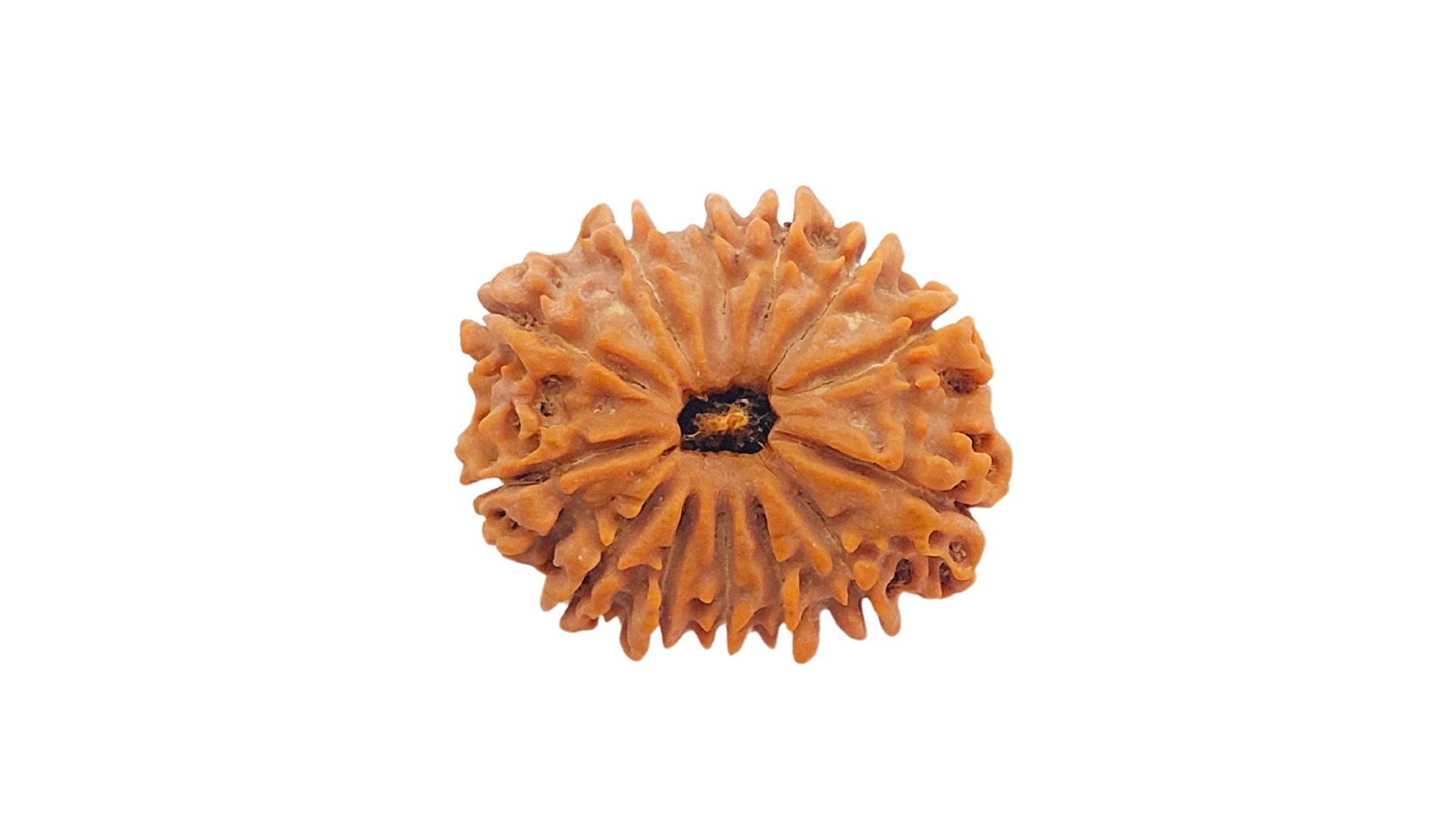 13 Mukhi Rudraksha 4 13 Mukhi Rudraksha - Image 3