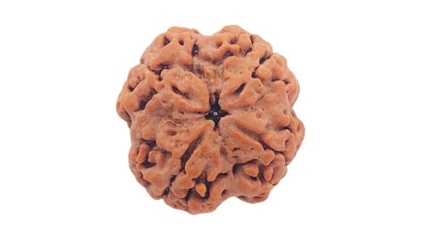 Home 15 4 mukhi C
