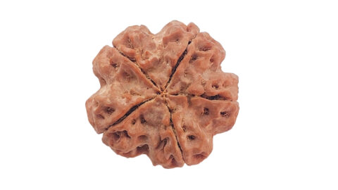 Home 6 5 mukhi C 1