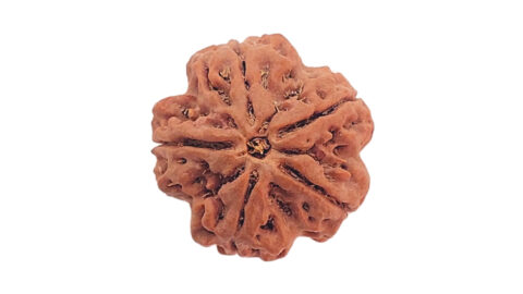 Home 5 5 mukhi C