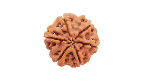 Home 29 6 mukhi C 1