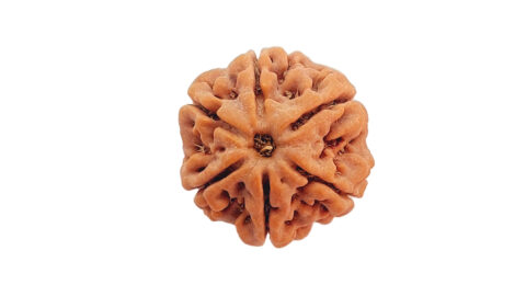 Home 28 6 mukhi C