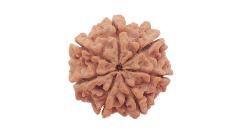 Home 8 7 Mukhi C 1