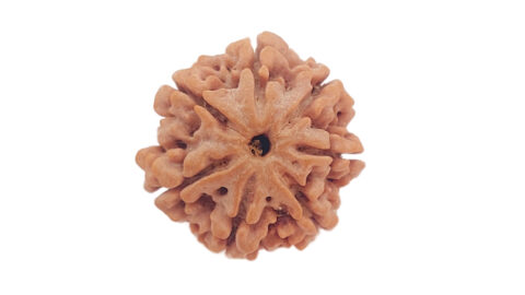Home 7 7 mukhi C