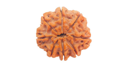 Home 33 8 mukhi C 1