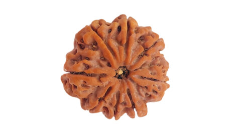 Home 32 8 mukhi C