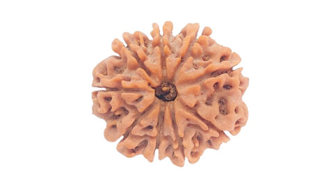 Home 34 9 mukhi C