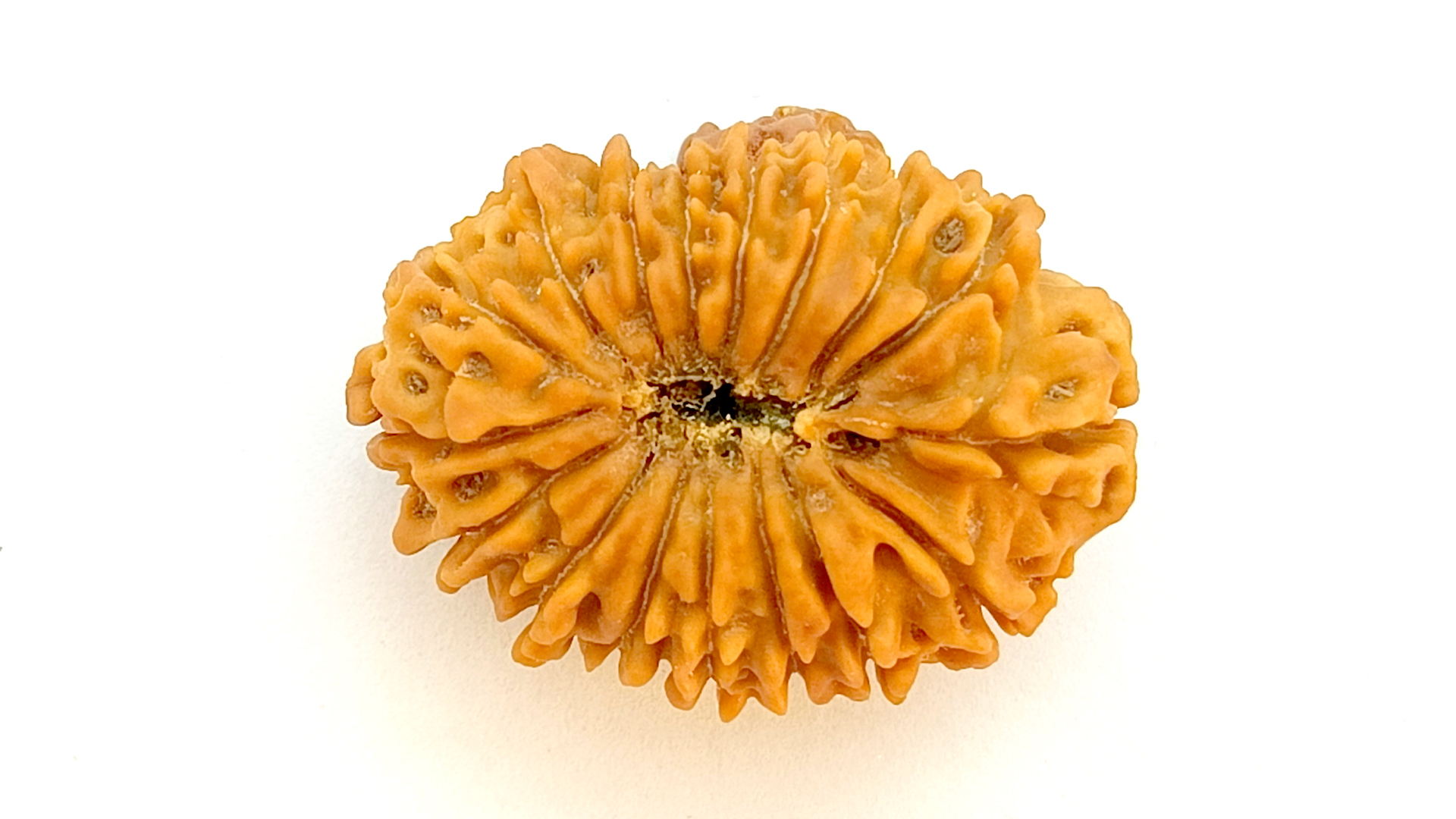 17 Mukhi Rudraksha 6 17 Mukhi Rudraksha - Image 5