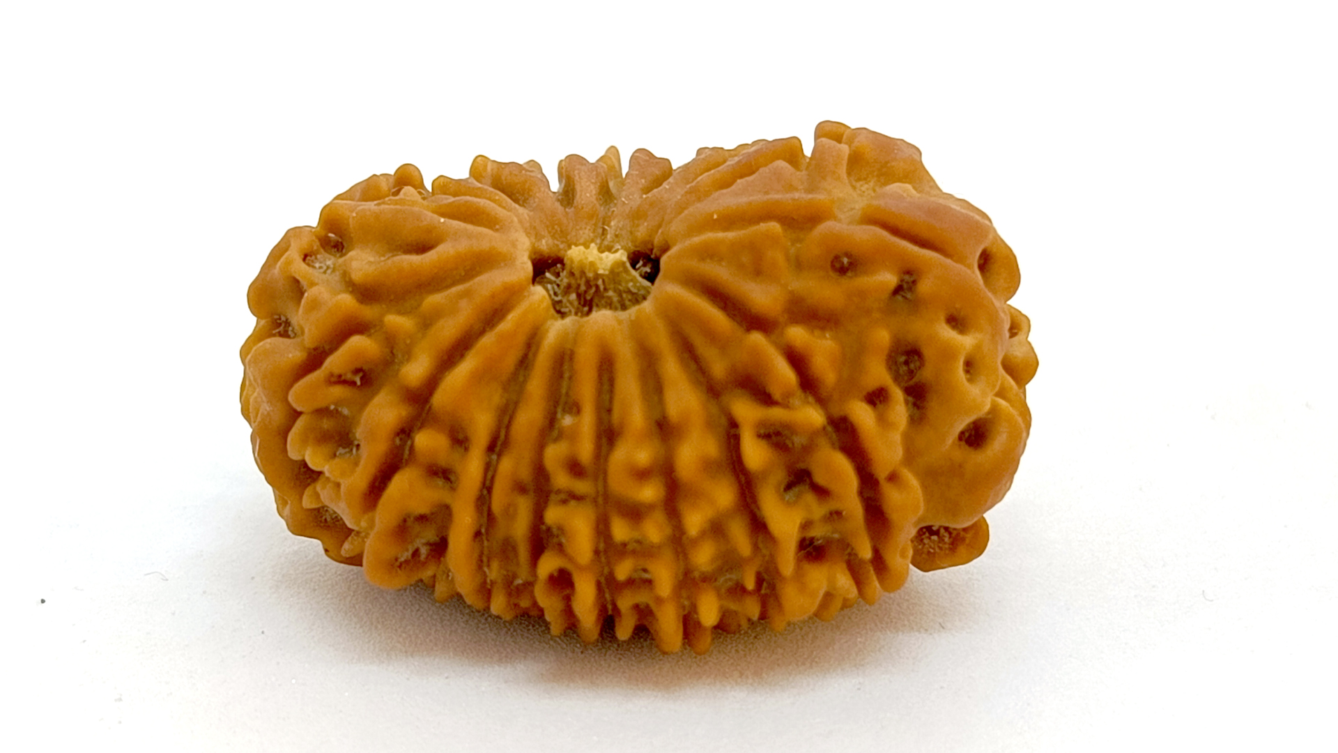 17 Mukhi Rudraksha 7 17 Mukhi Rudraksha - Image 6