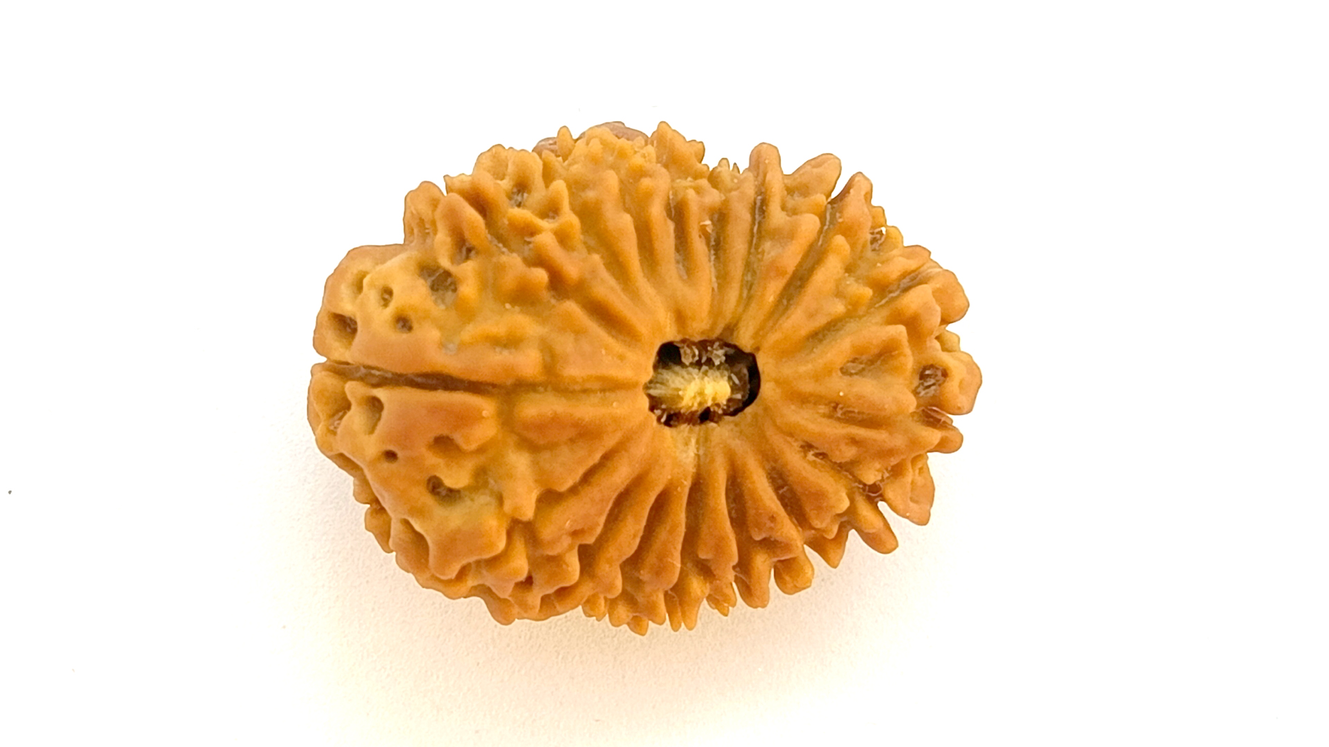 17 Mukhi Rudraksha 5 17 Mukhi Rudraksha - Image 4