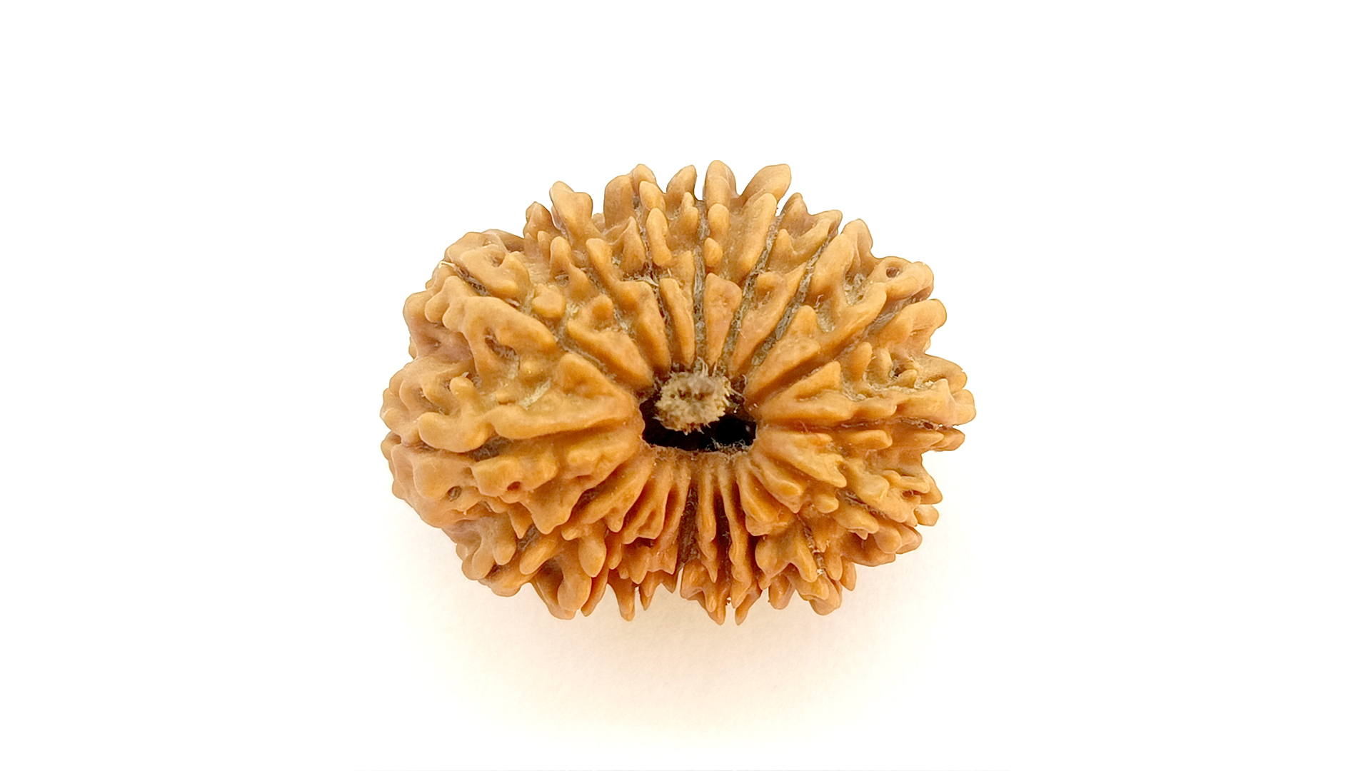 17 Mukhi Rudraksha 8 17 Mukhi Rudraksha - Image 7