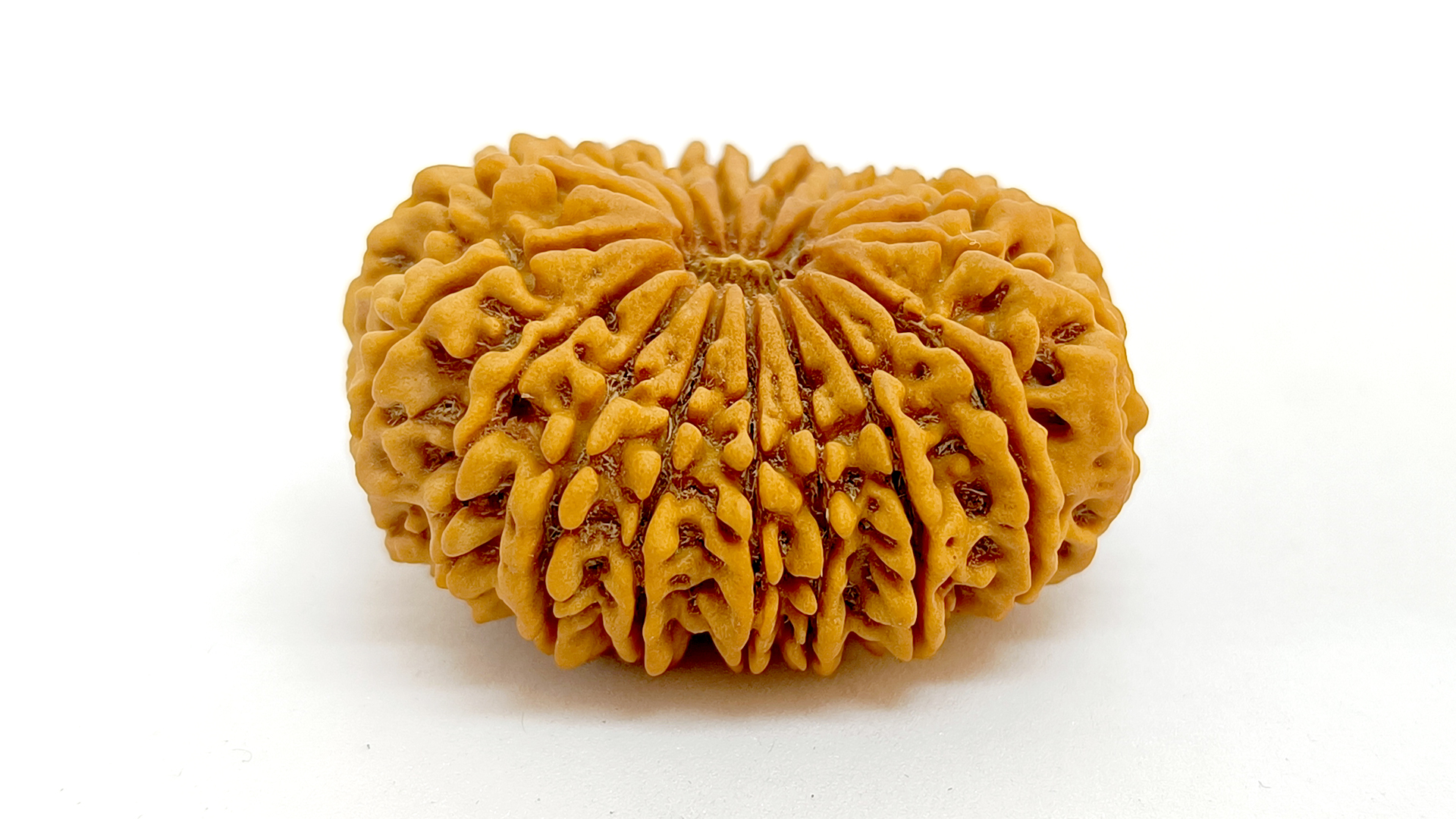 17 Mukhi Rudraksha 4 17 Mukhi Rudraksha - Image 3